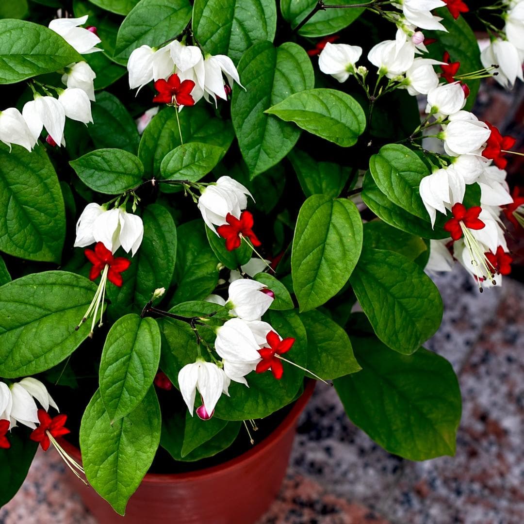 Bleeding Heart Plant