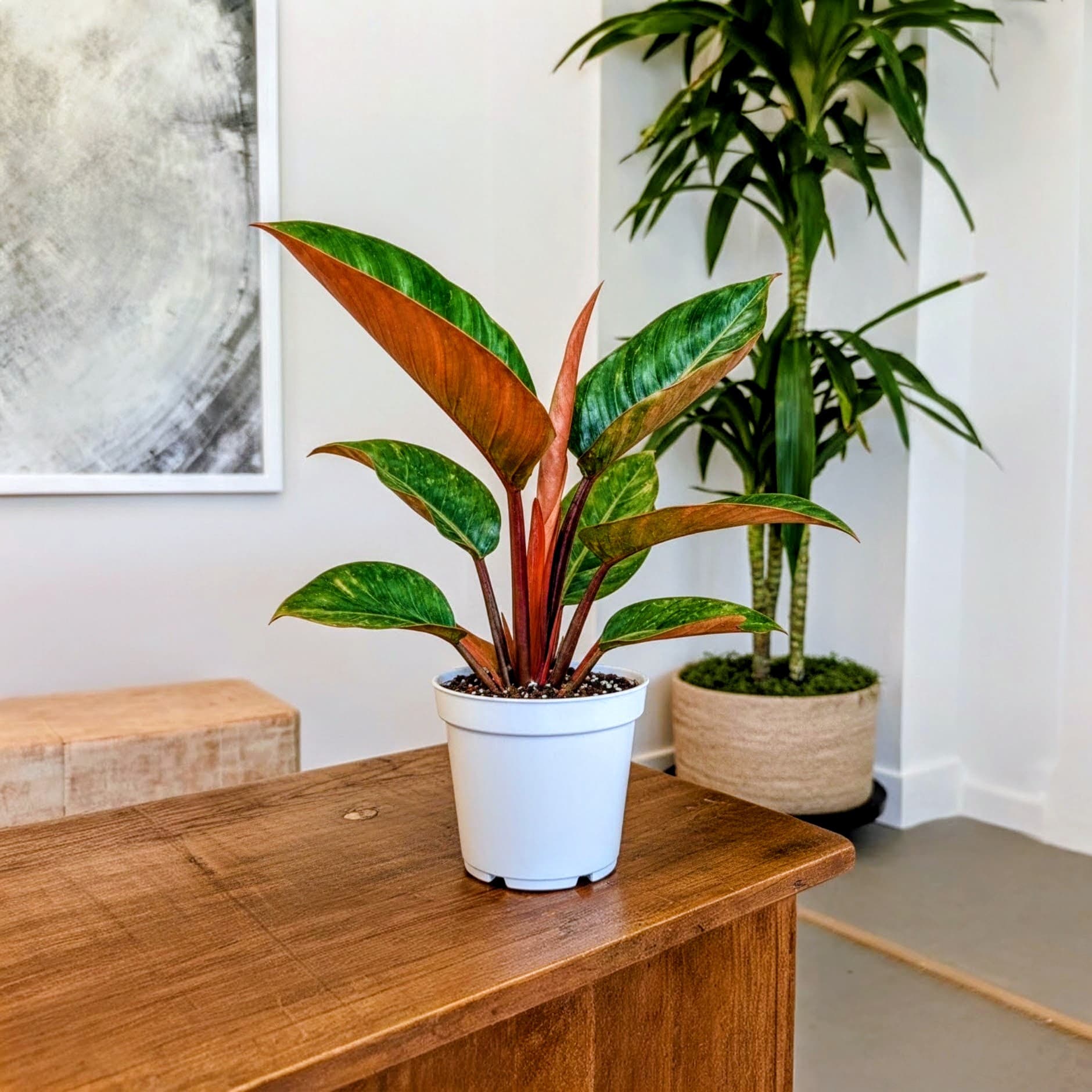 Philodendron Rojo Congo