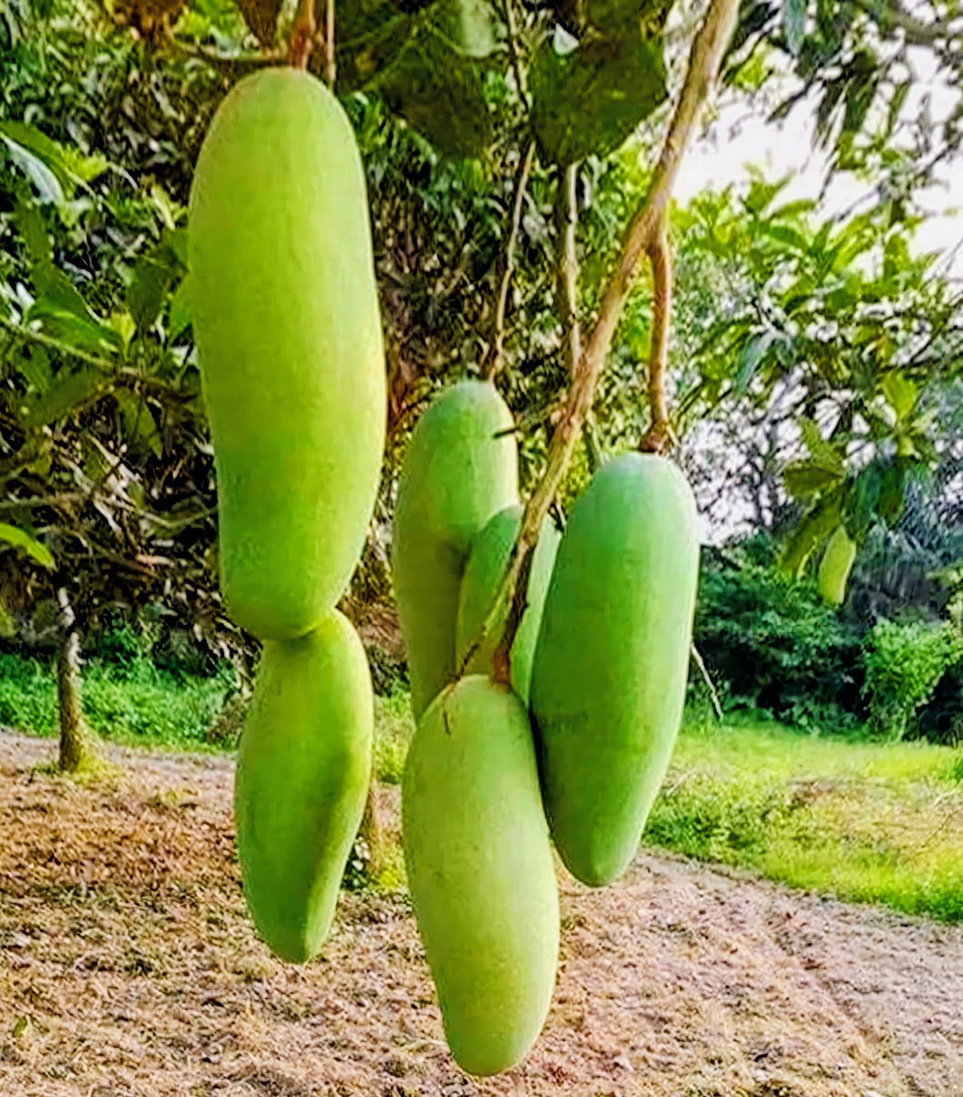 Banana Mango Plant