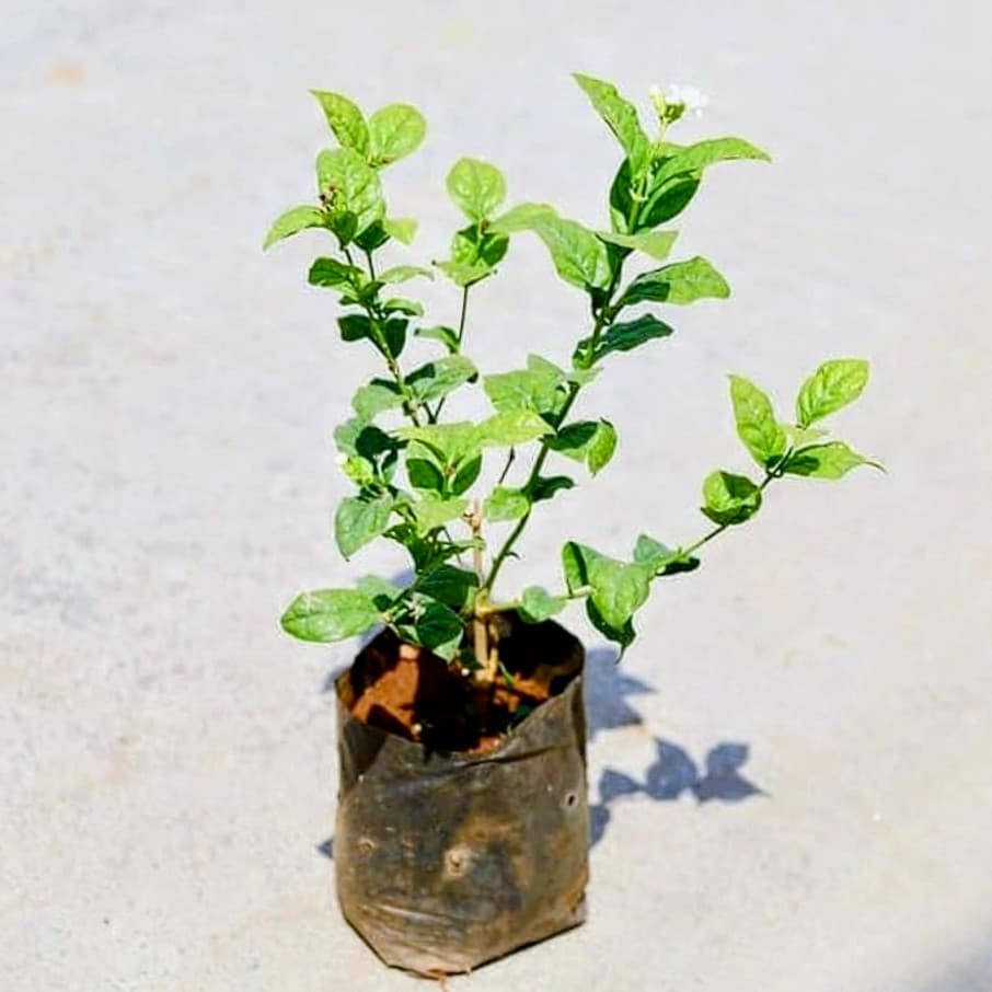 Arabian Jasmine