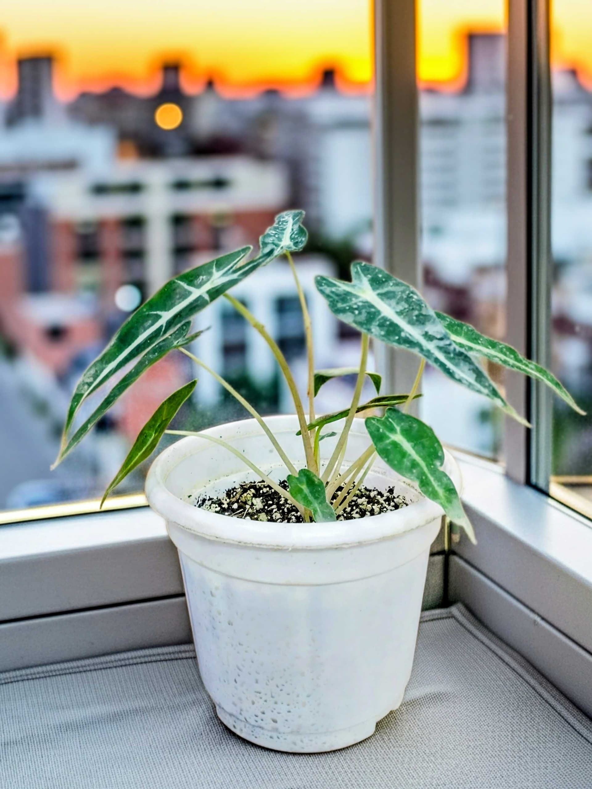Alocasia Bambino