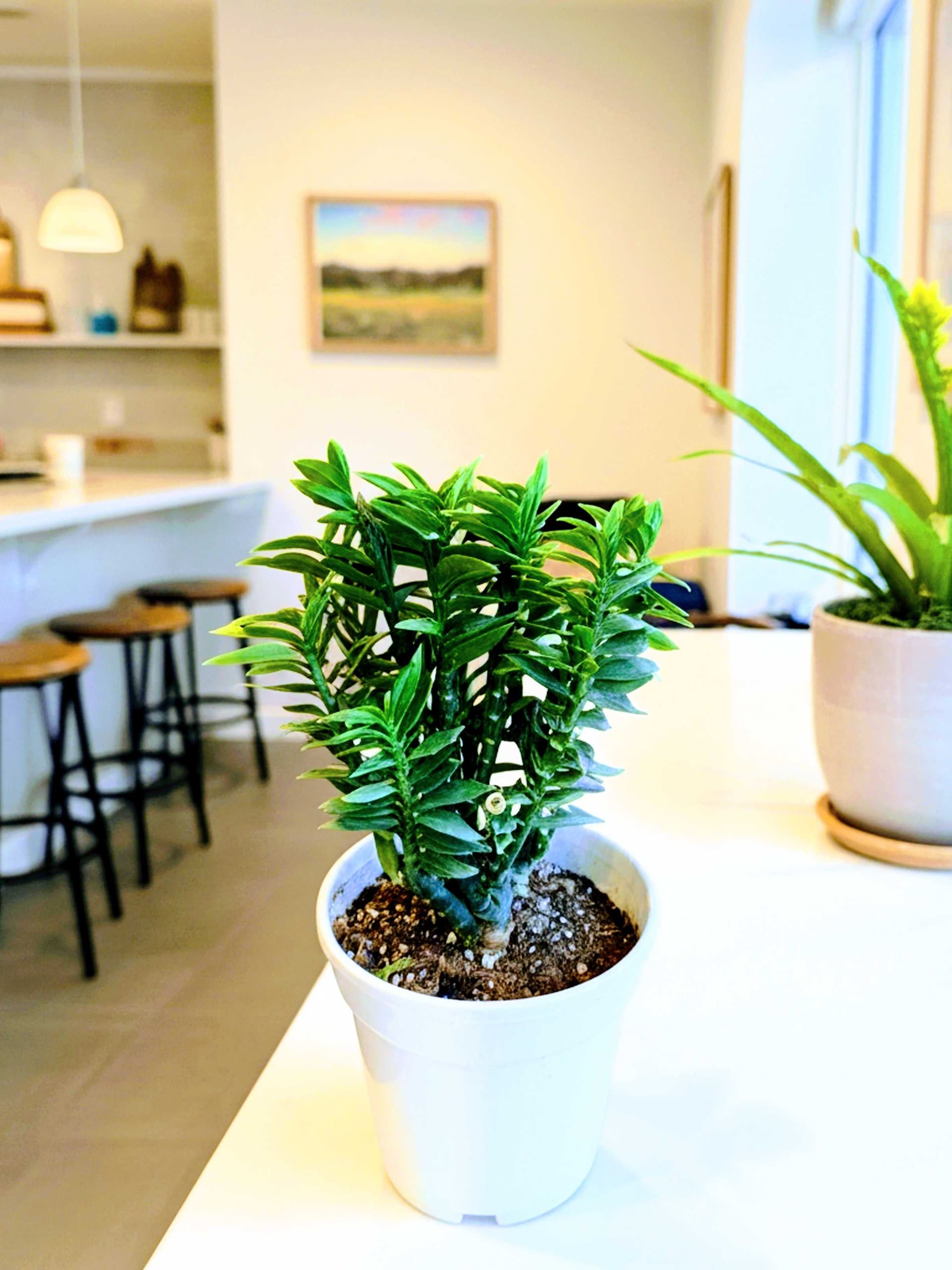 Pedilanthus Plant