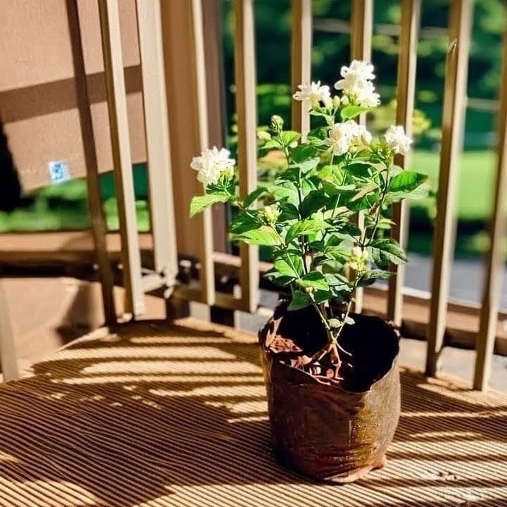 Jasmine Flower Plant