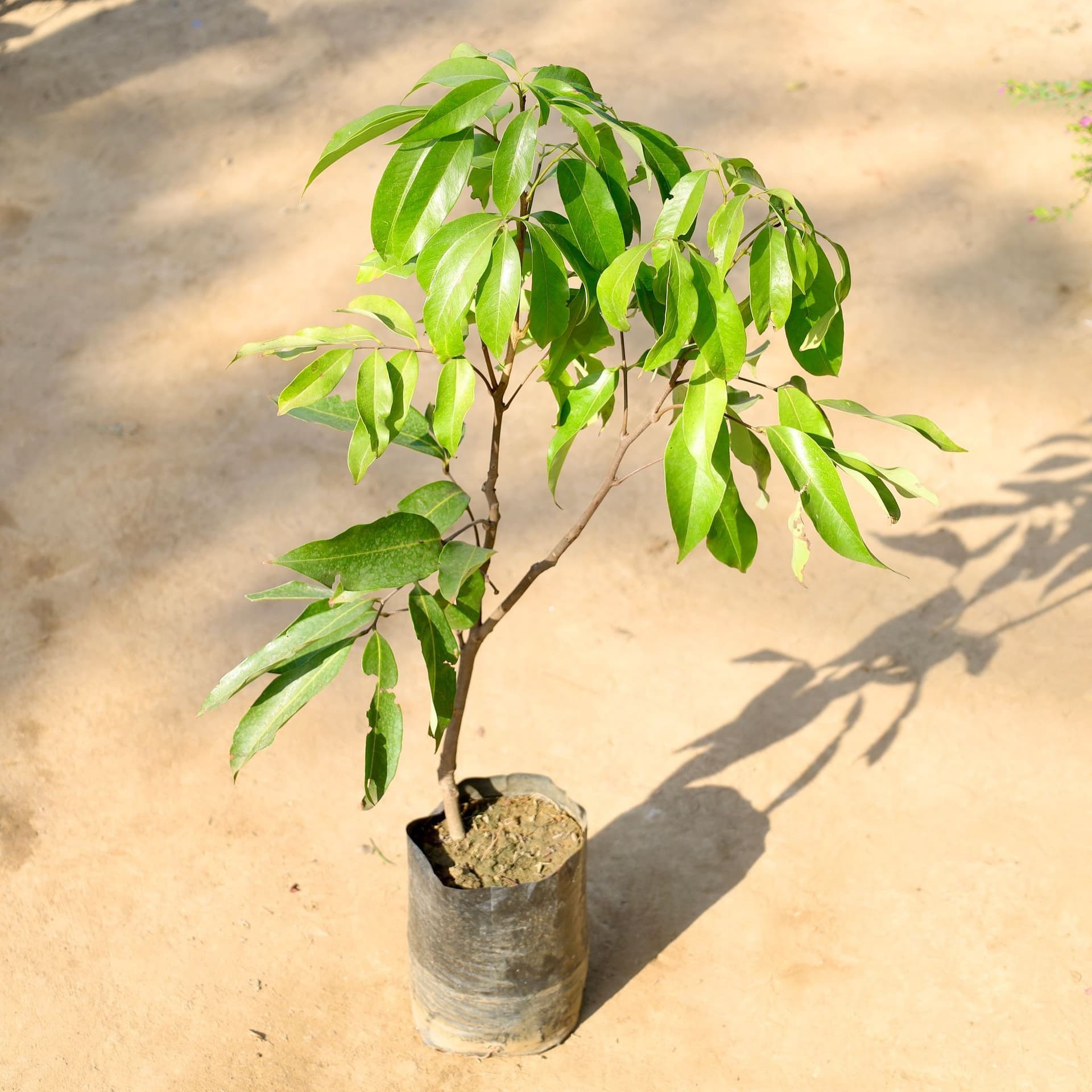 Lichi (Muzaffarpur)