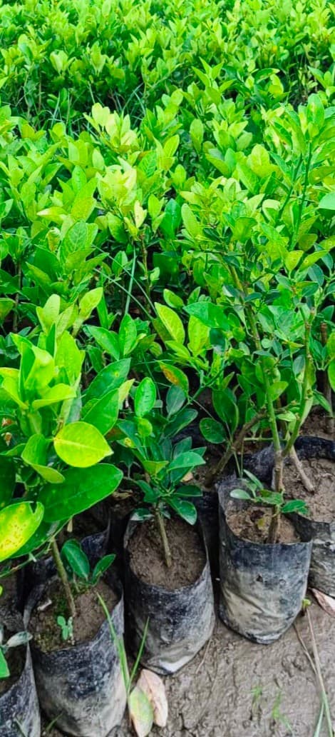 Acid Lime (Kolkata Pati)