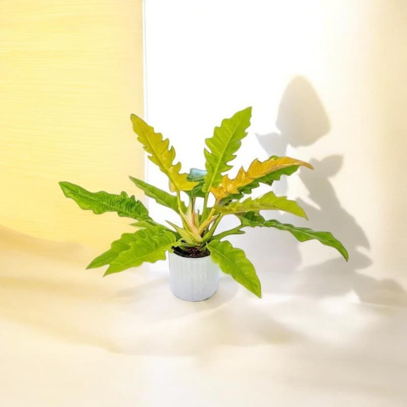 Philodendron Ring Of Fire Variegated