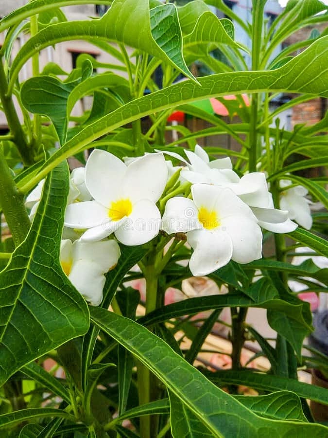 Nag Champa Flower Plant