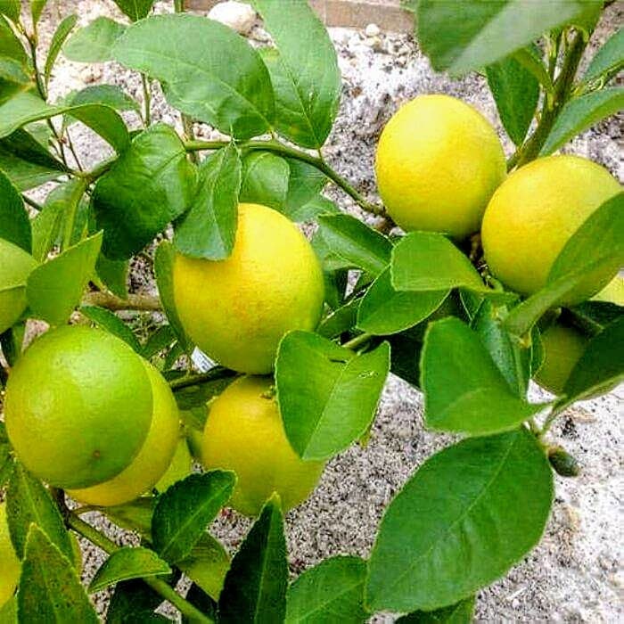 Acid Lime (Hybrid Pati)