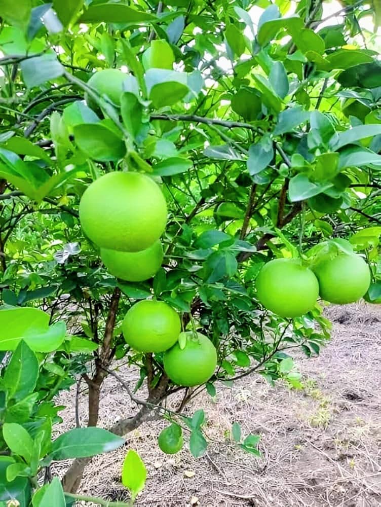Vietnam Malta Plant