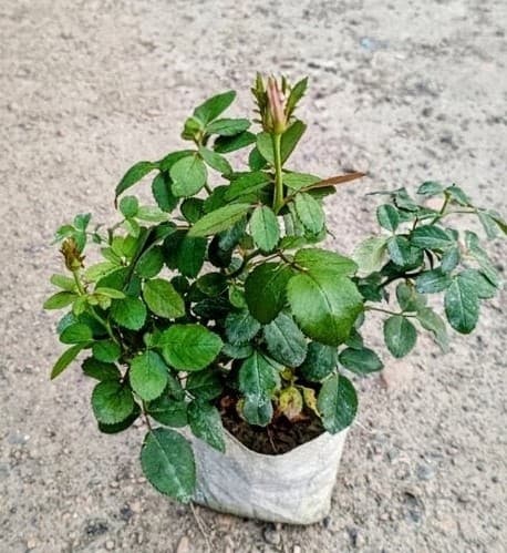 Lal Bahadur Rose Plant