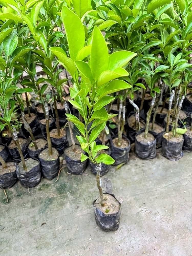 Vietnam Malta Plant