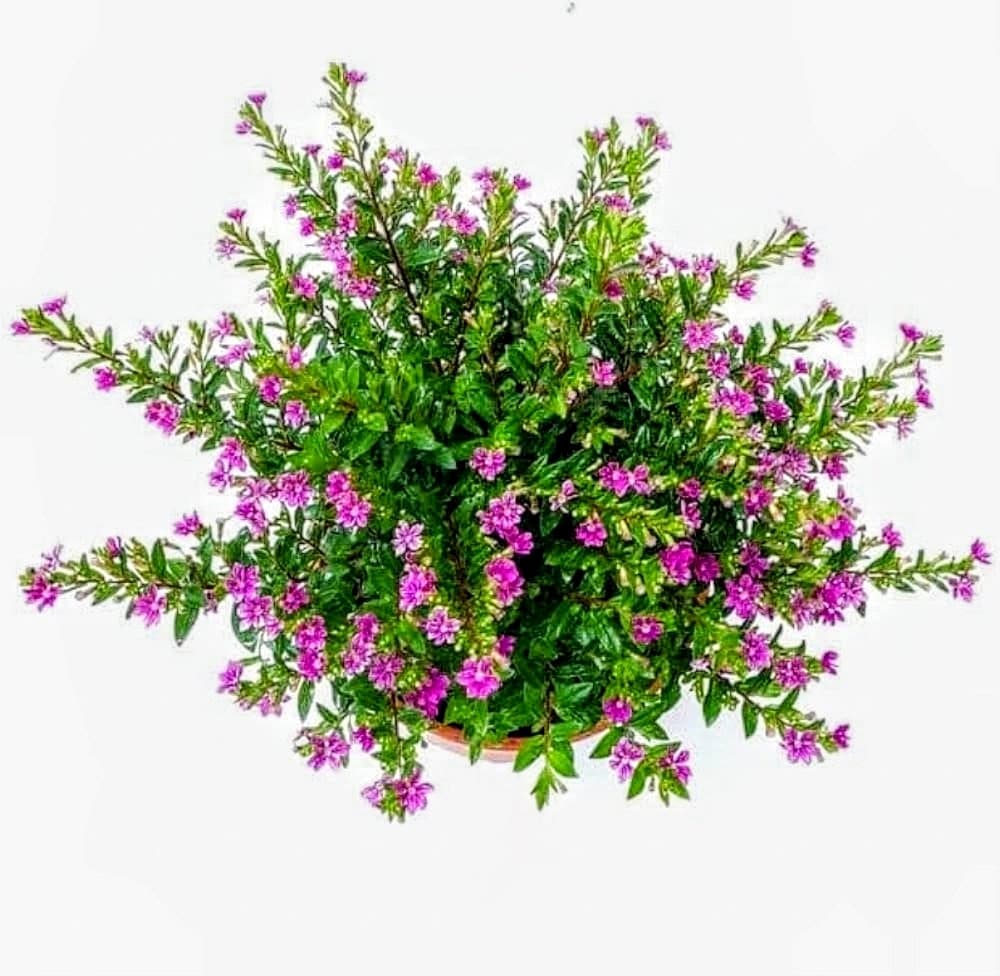 Cuphea Hyssopifolia