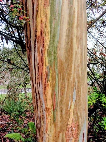Eucalyptus Plant (Pack of 5)