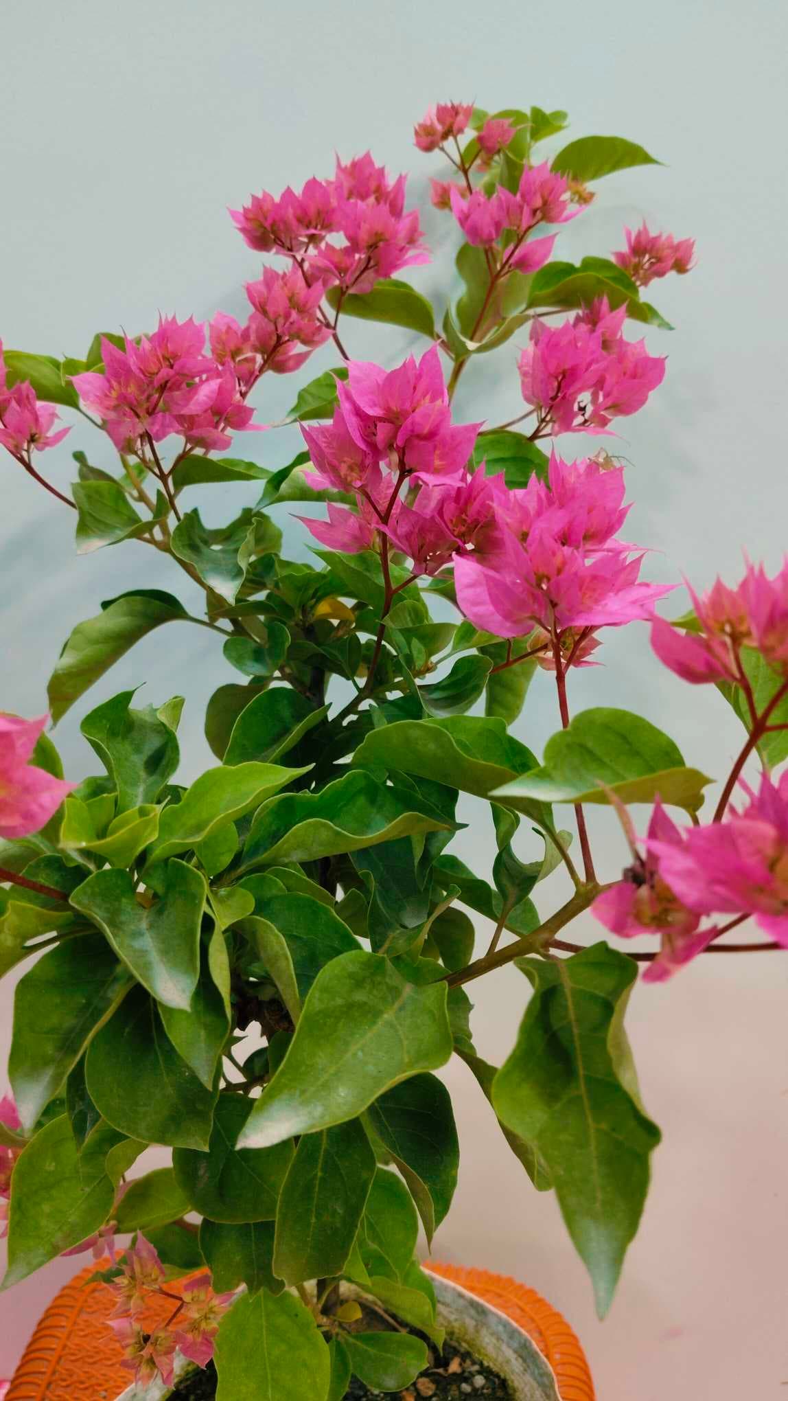 Bougainvillea (Pink)