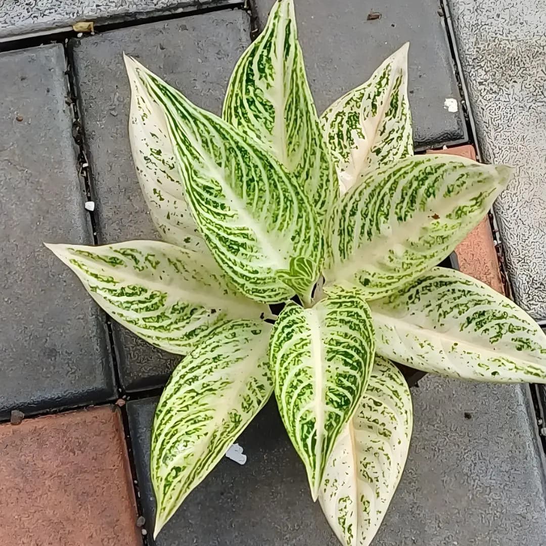 Aglaonema White Legacy Plant