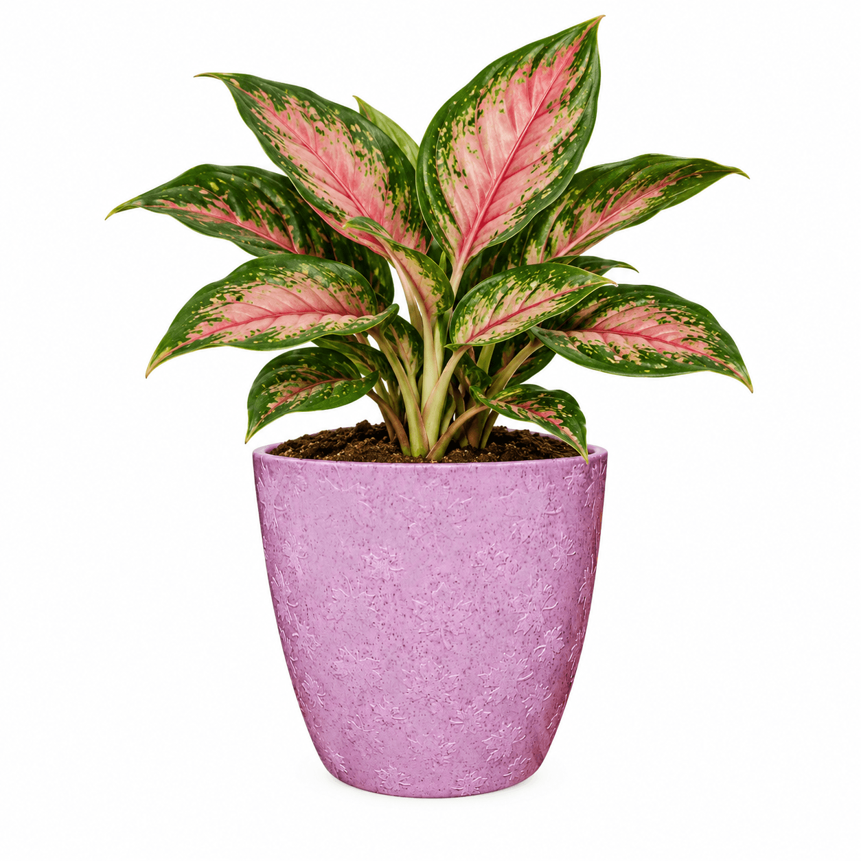 Planter For Plants