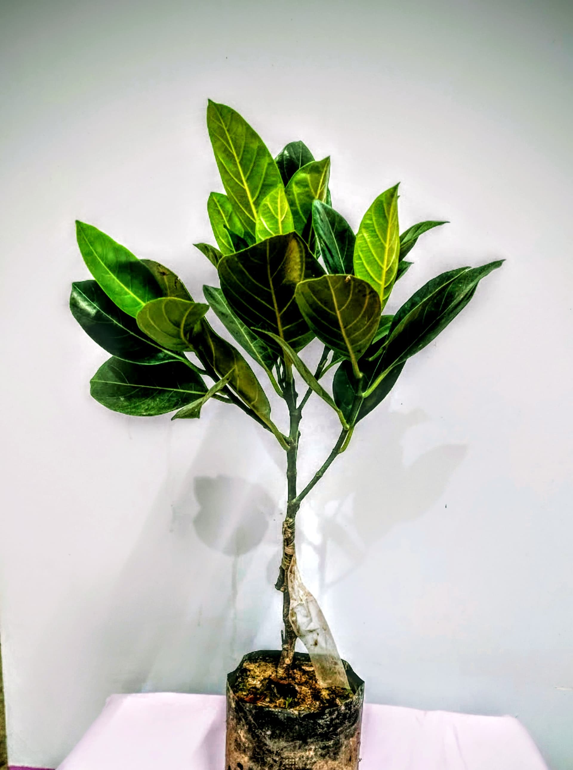 All Time Jackfruit Plant