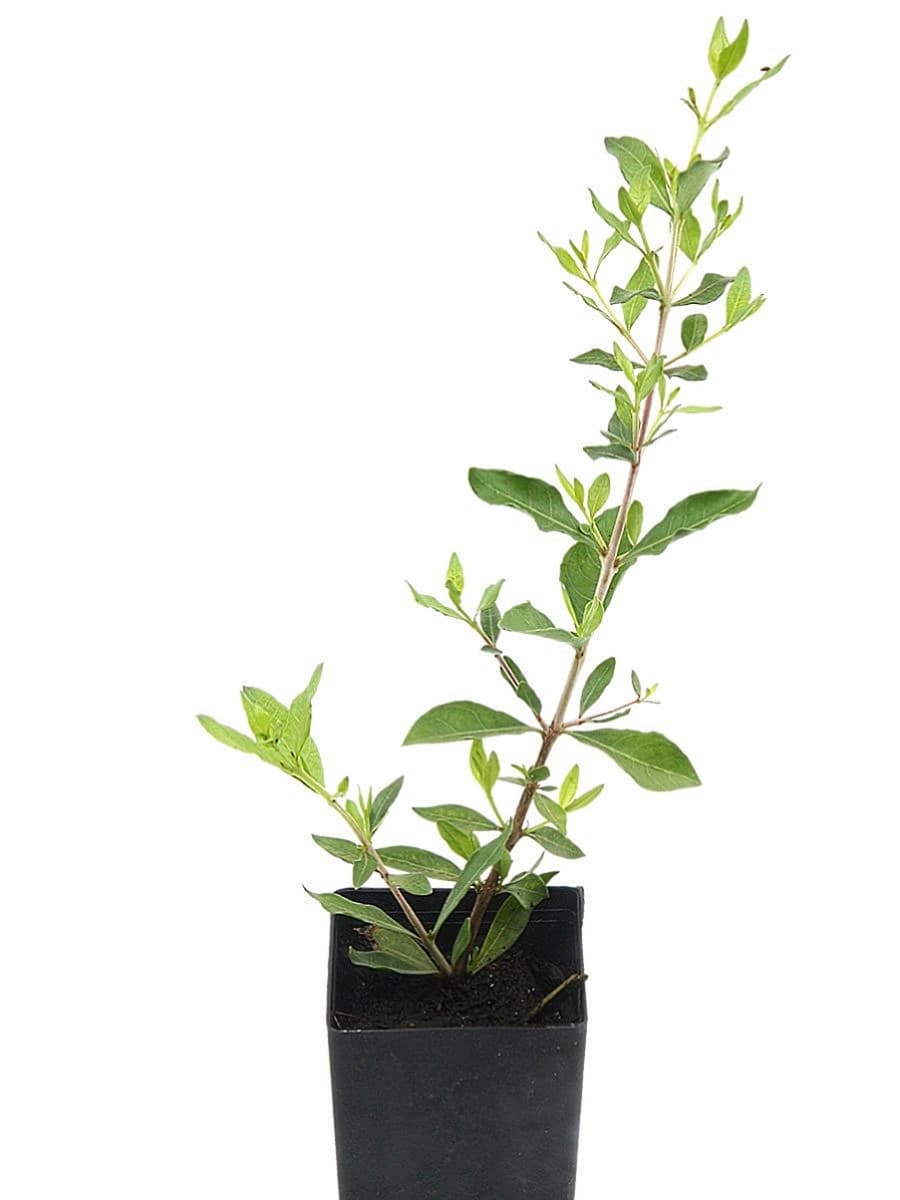 Hasna Hena Plant