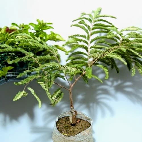 Sweet Tamarind Plant