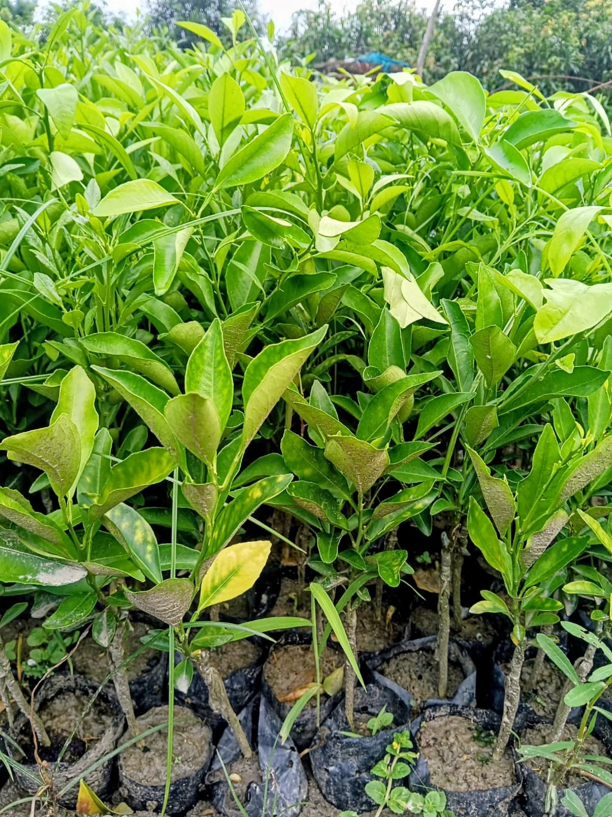 Bari 1 Malta Plant