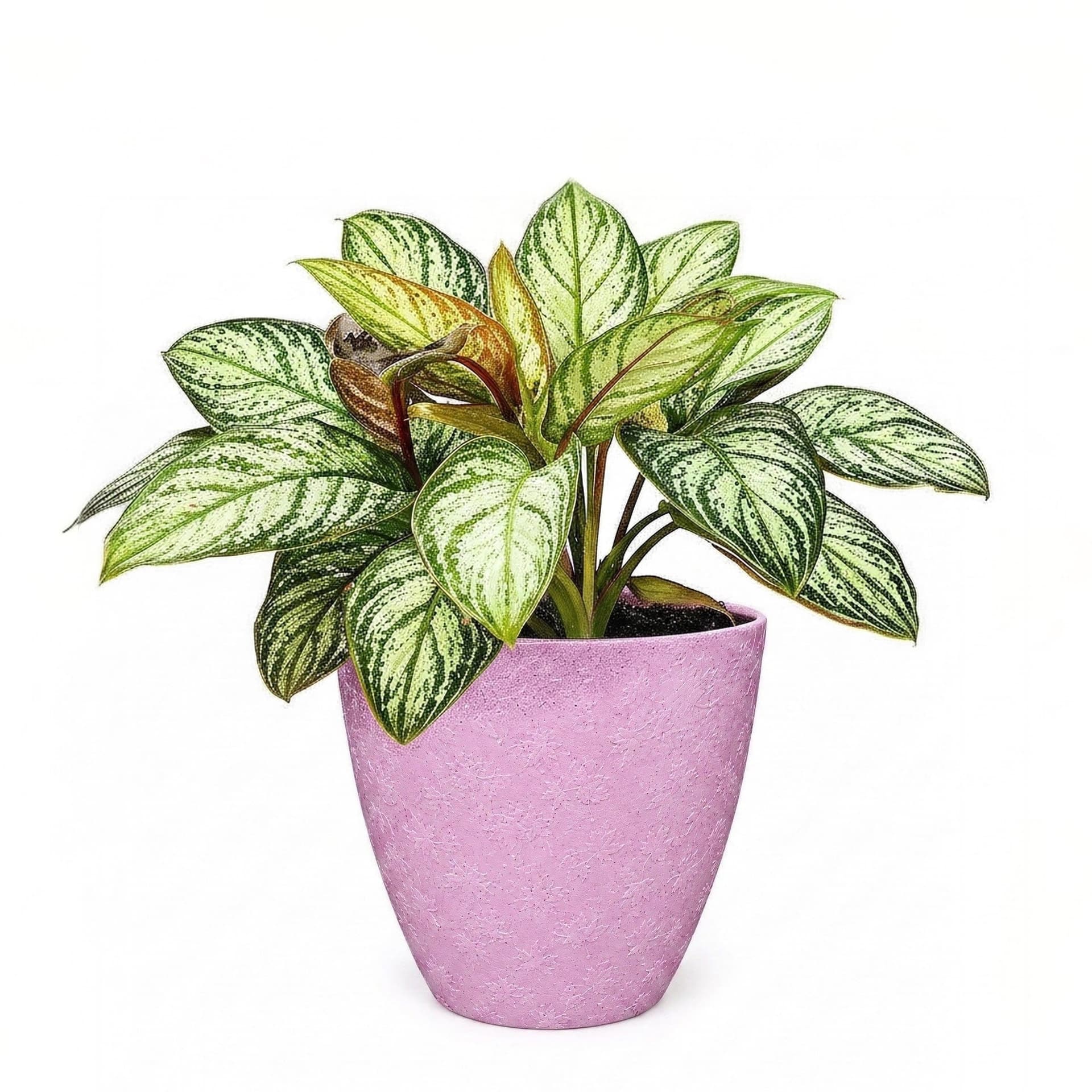 Planter For Plants