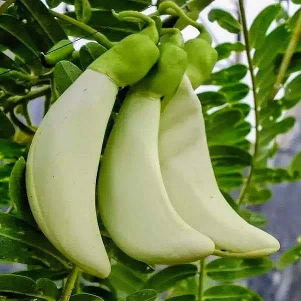 Bok Phool Plant (White)