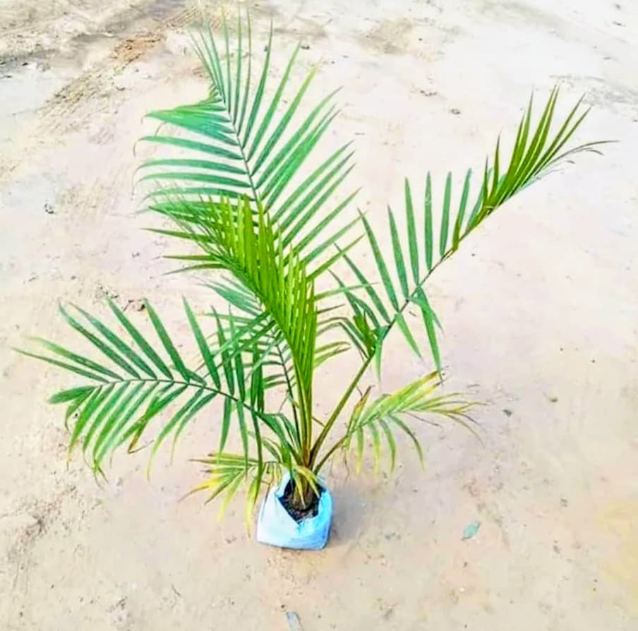Rexona Palm