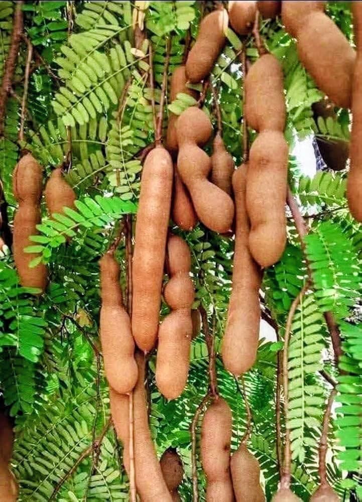 Sweet Tamarind Plant