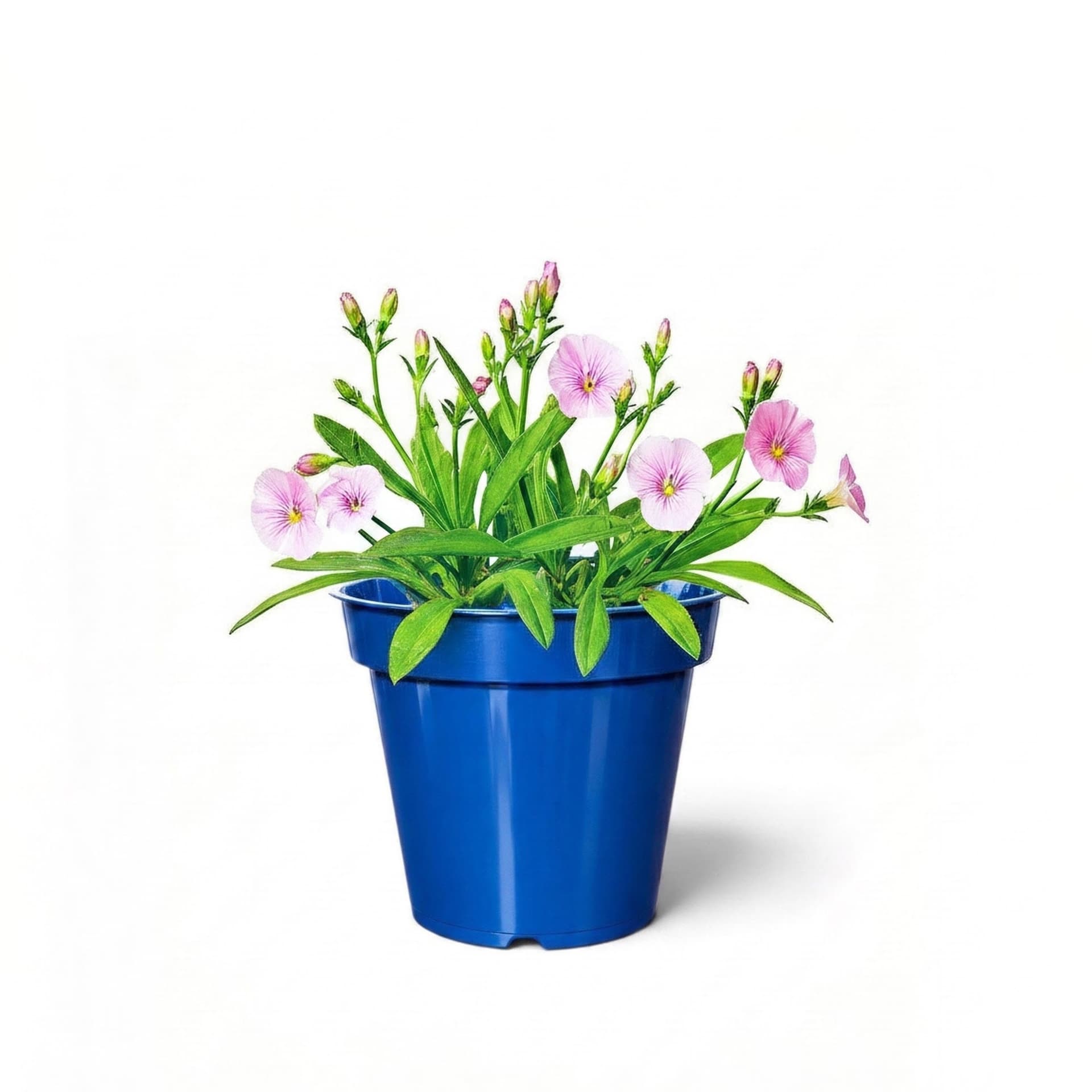 Ordinary Pot