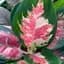 Aglaonema Cochin Tricolour Plant