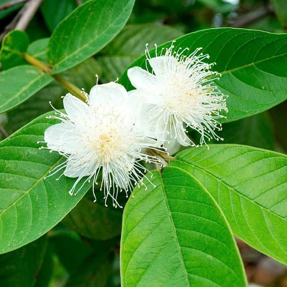 Guava (Baruipur)