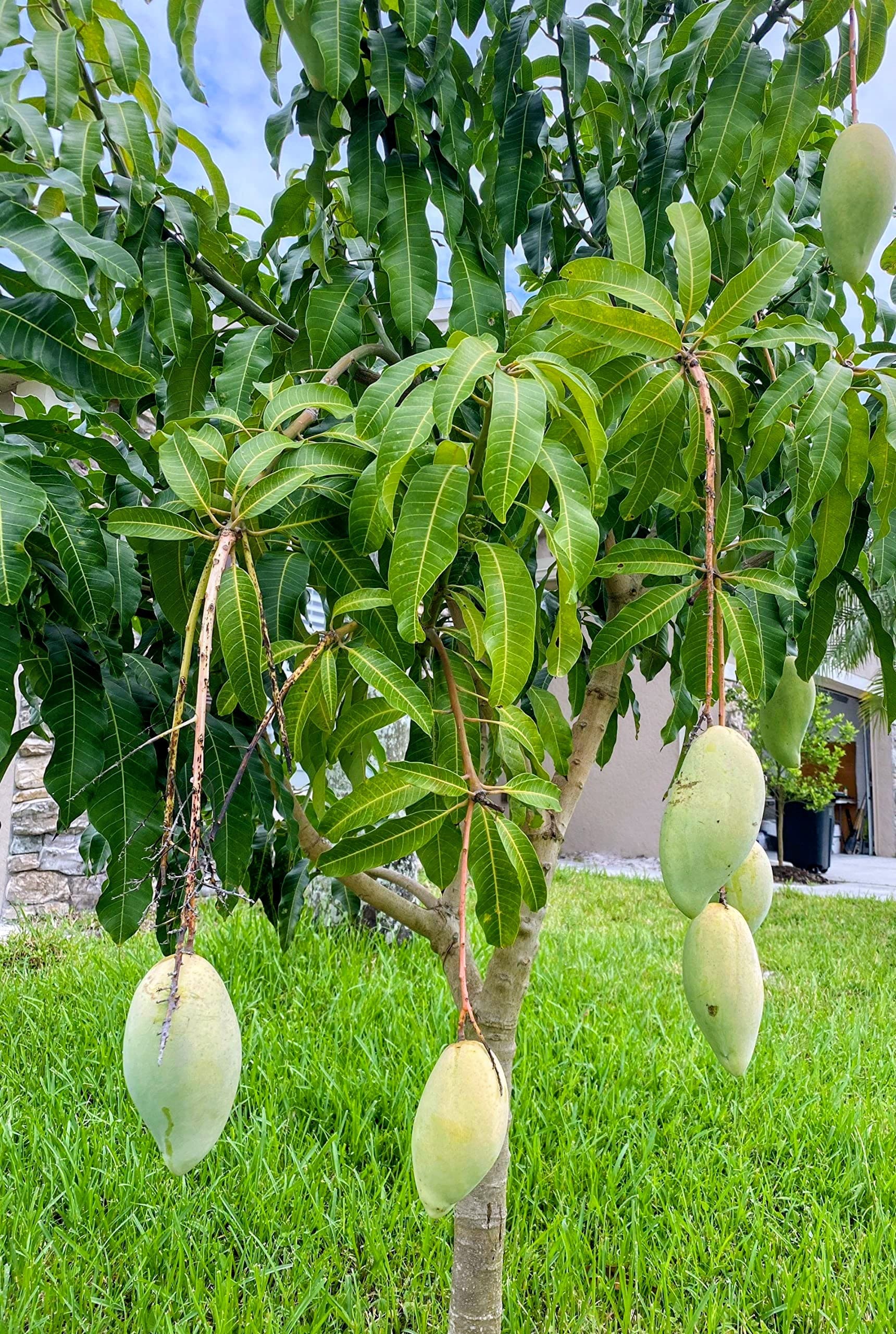 Mallika Mango Plant