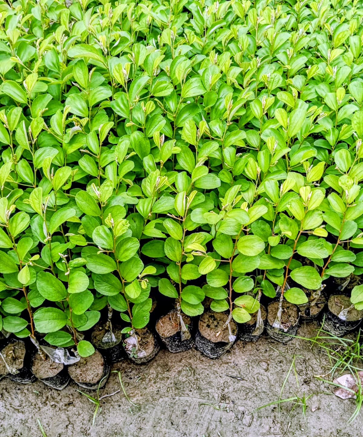 Bao Ber Plant