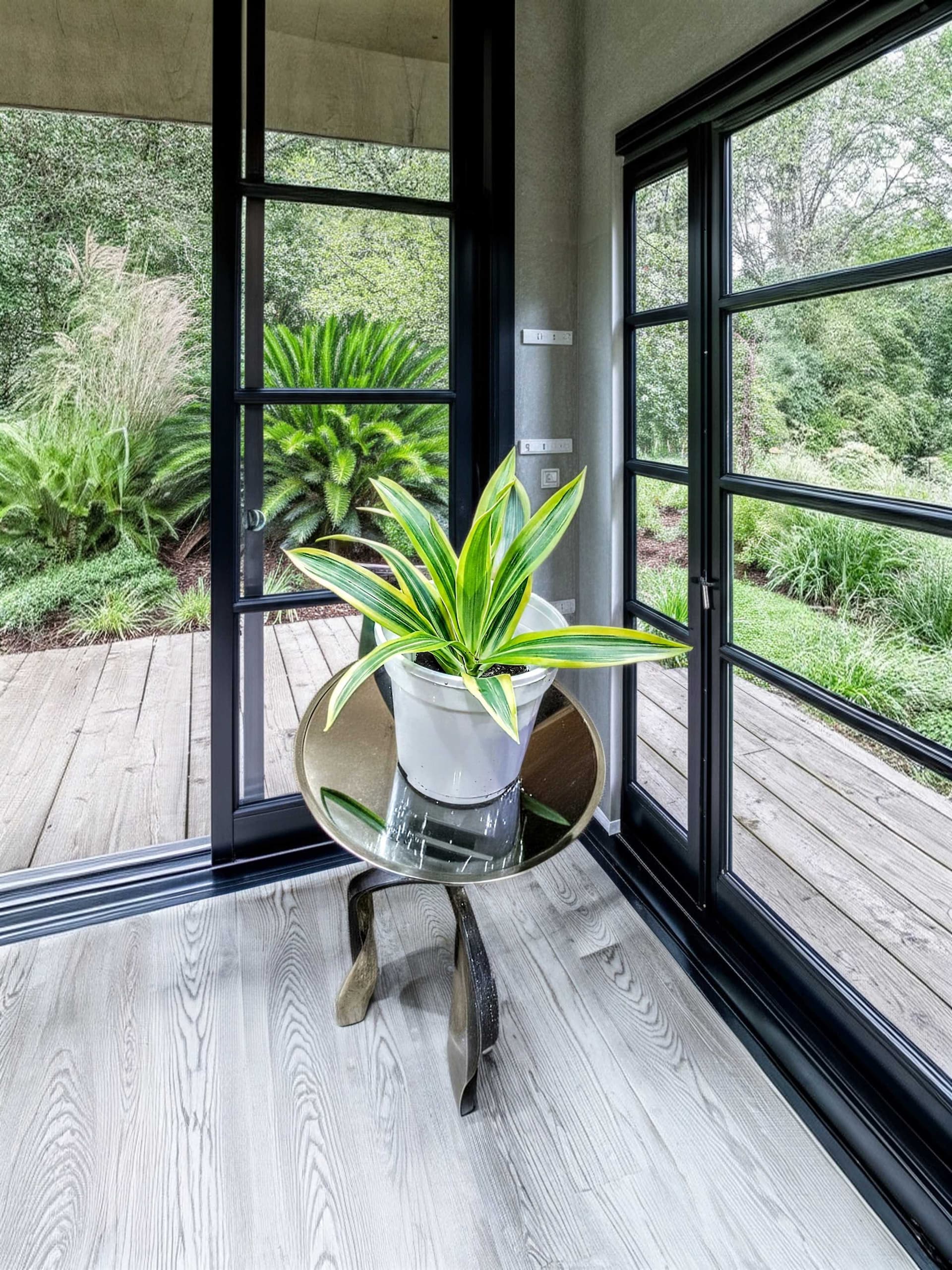 Dracaena Lemon Lime Plant