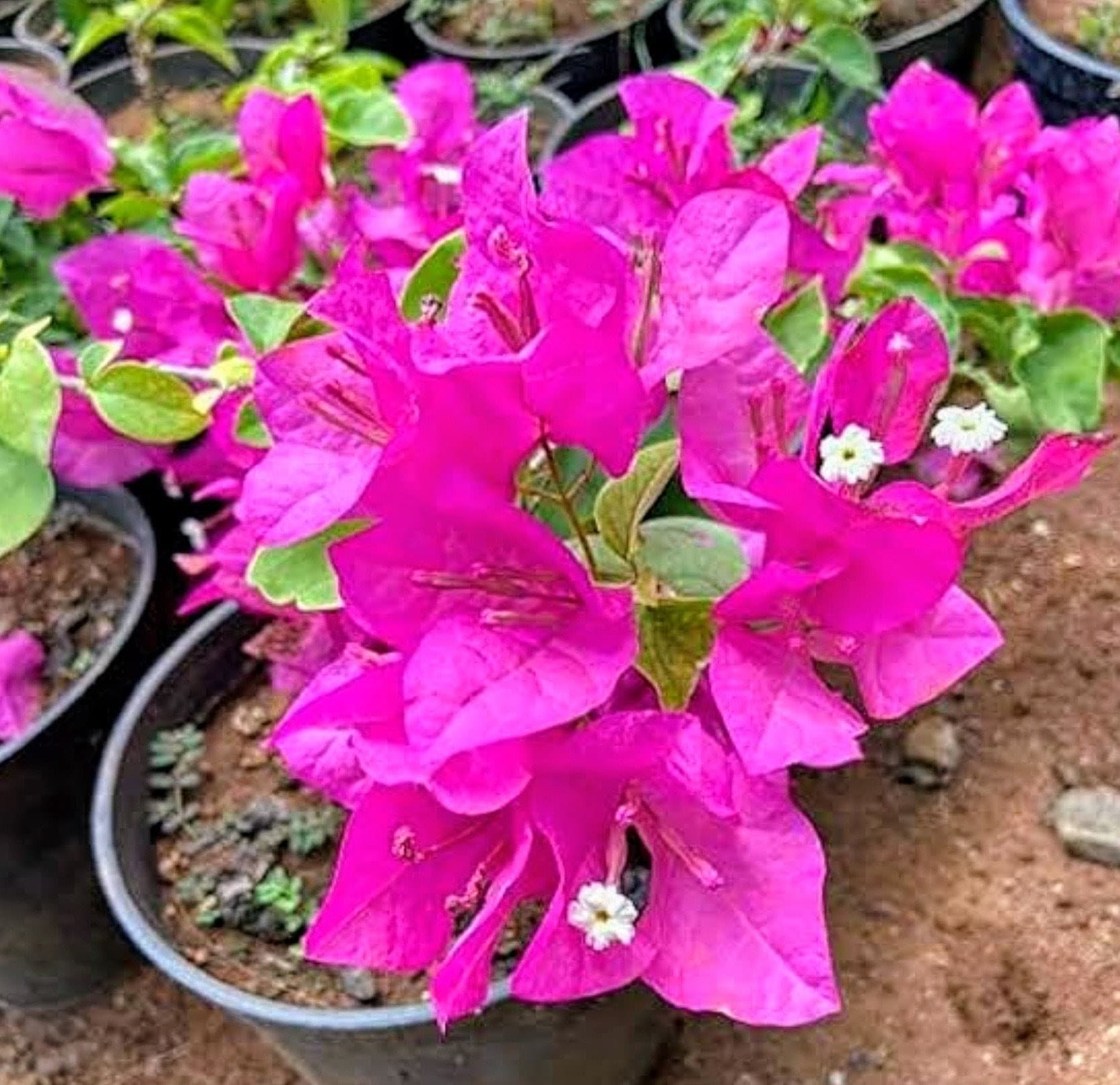 Mahara Variegated