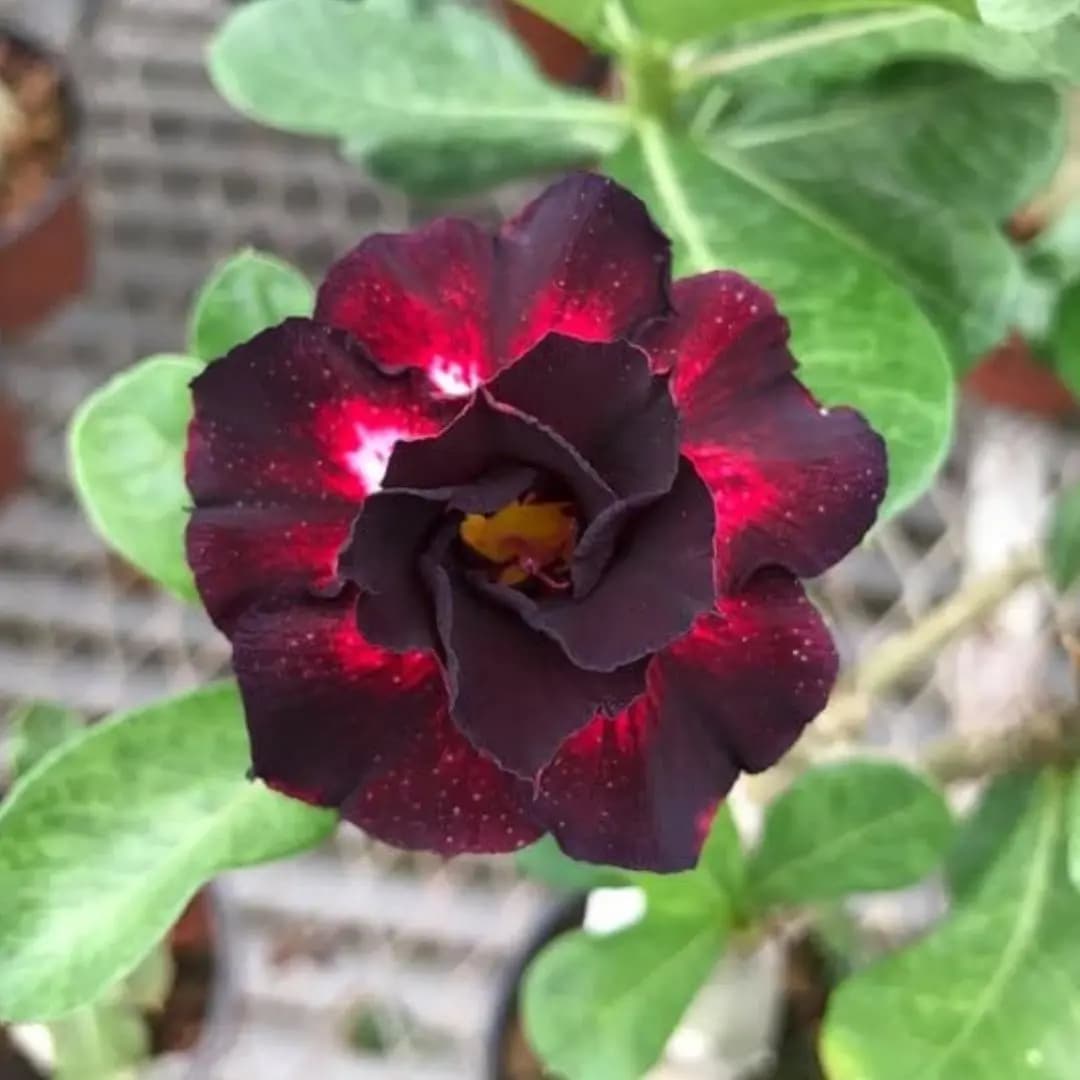 Red Adenium Plant