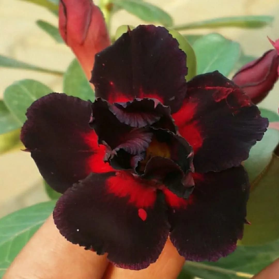Red Adenium Plant