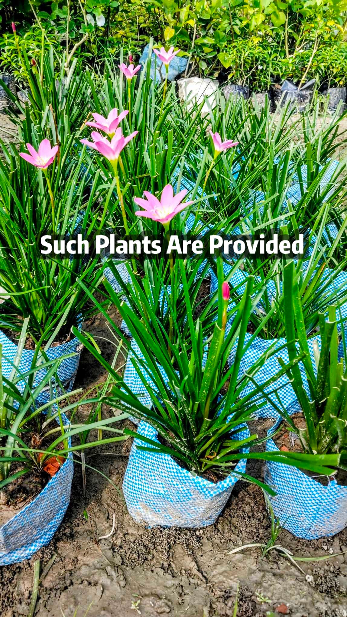 Rain Lily Pink (Zephyranthes)