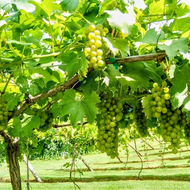 Green Grape Plant
