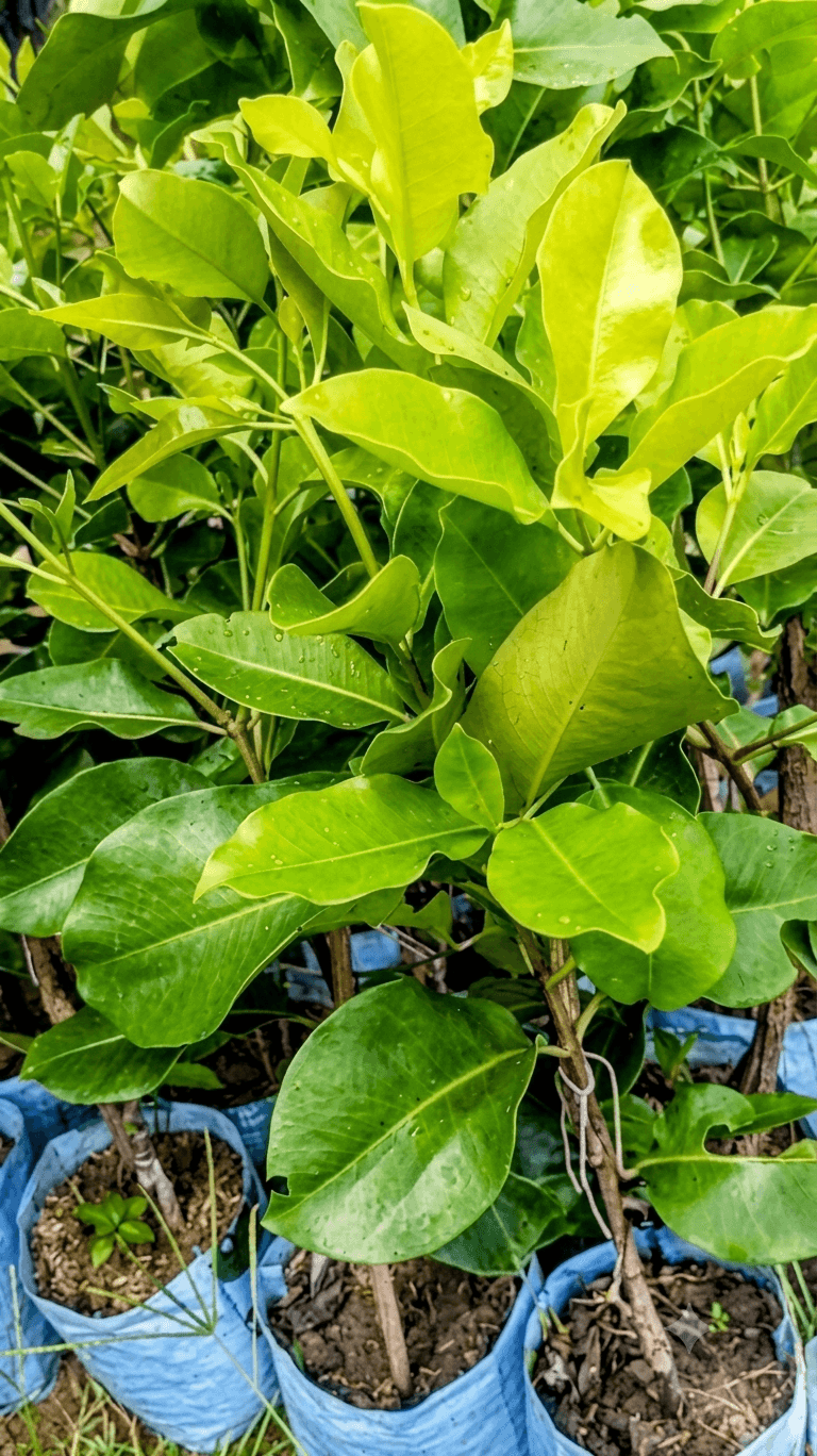 Thai King Jamun or KG 10 Jamun Plant