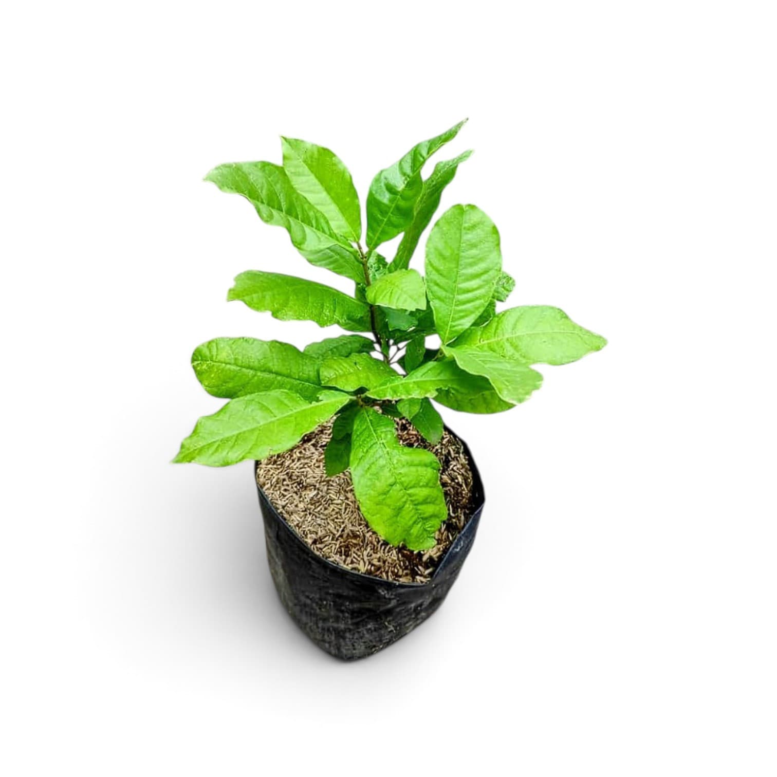 Nilmoni Lota Flower Plant