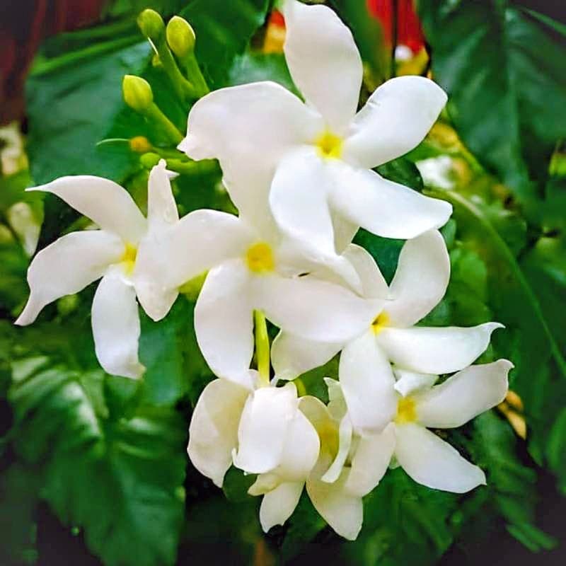 Tagar Plant
