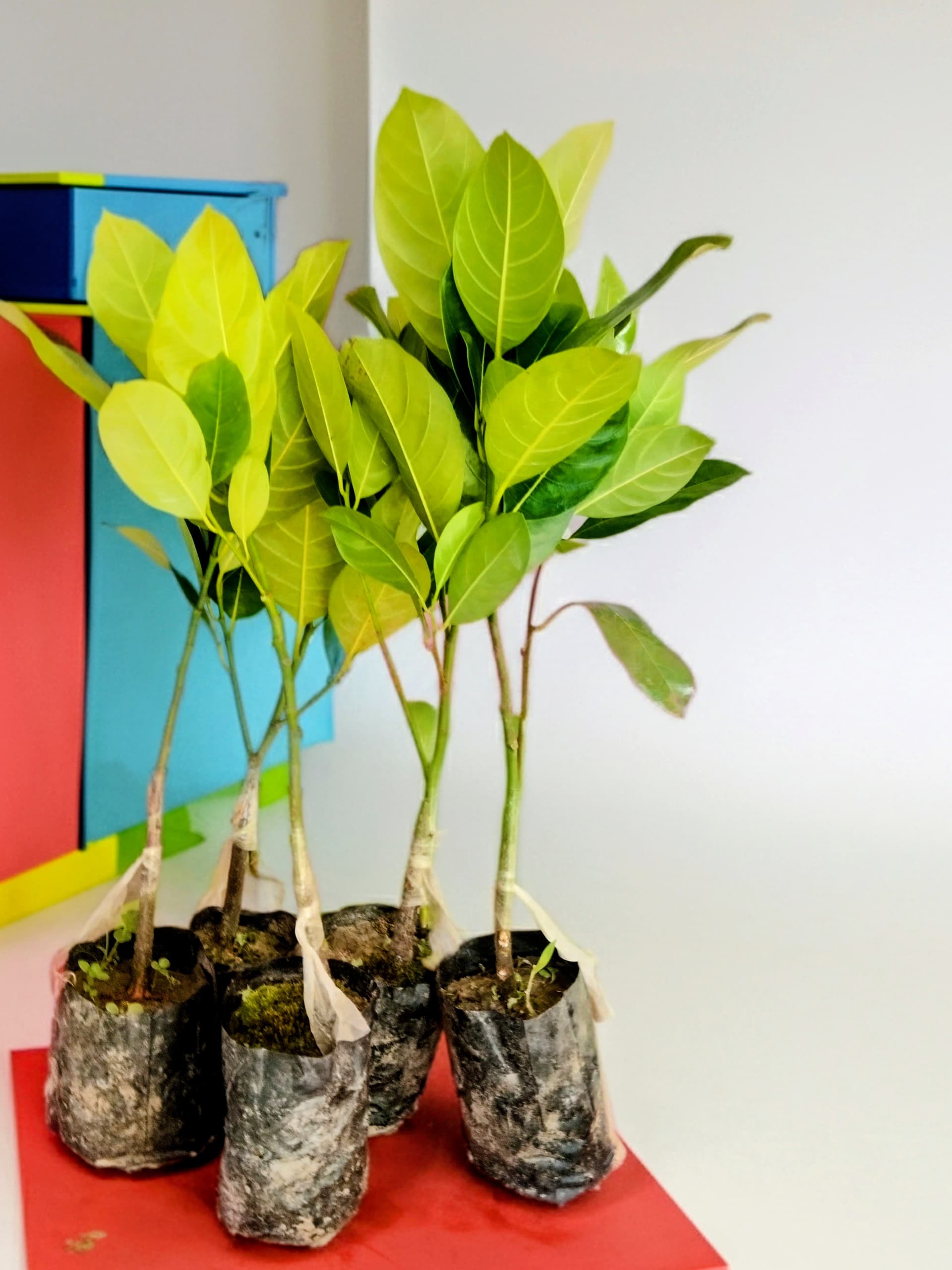 Pink Jackfruit Plant