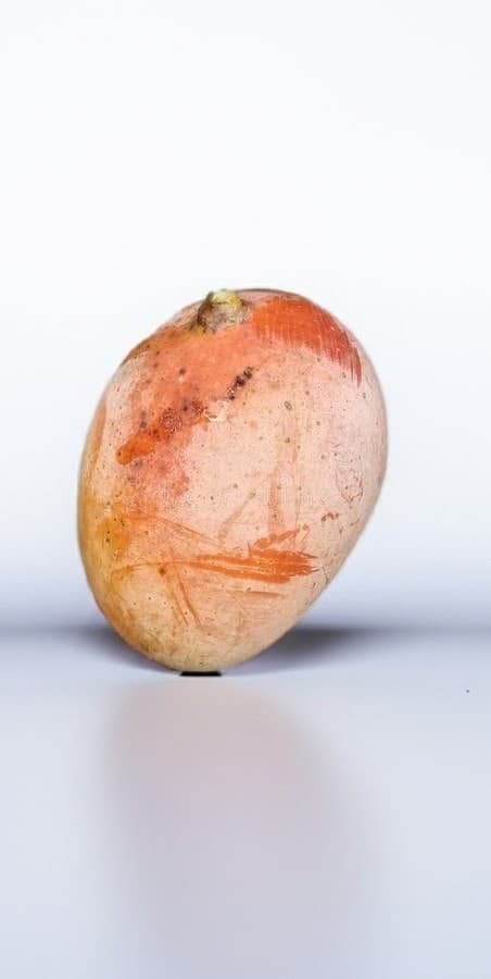 Golap Khas Mango Plant