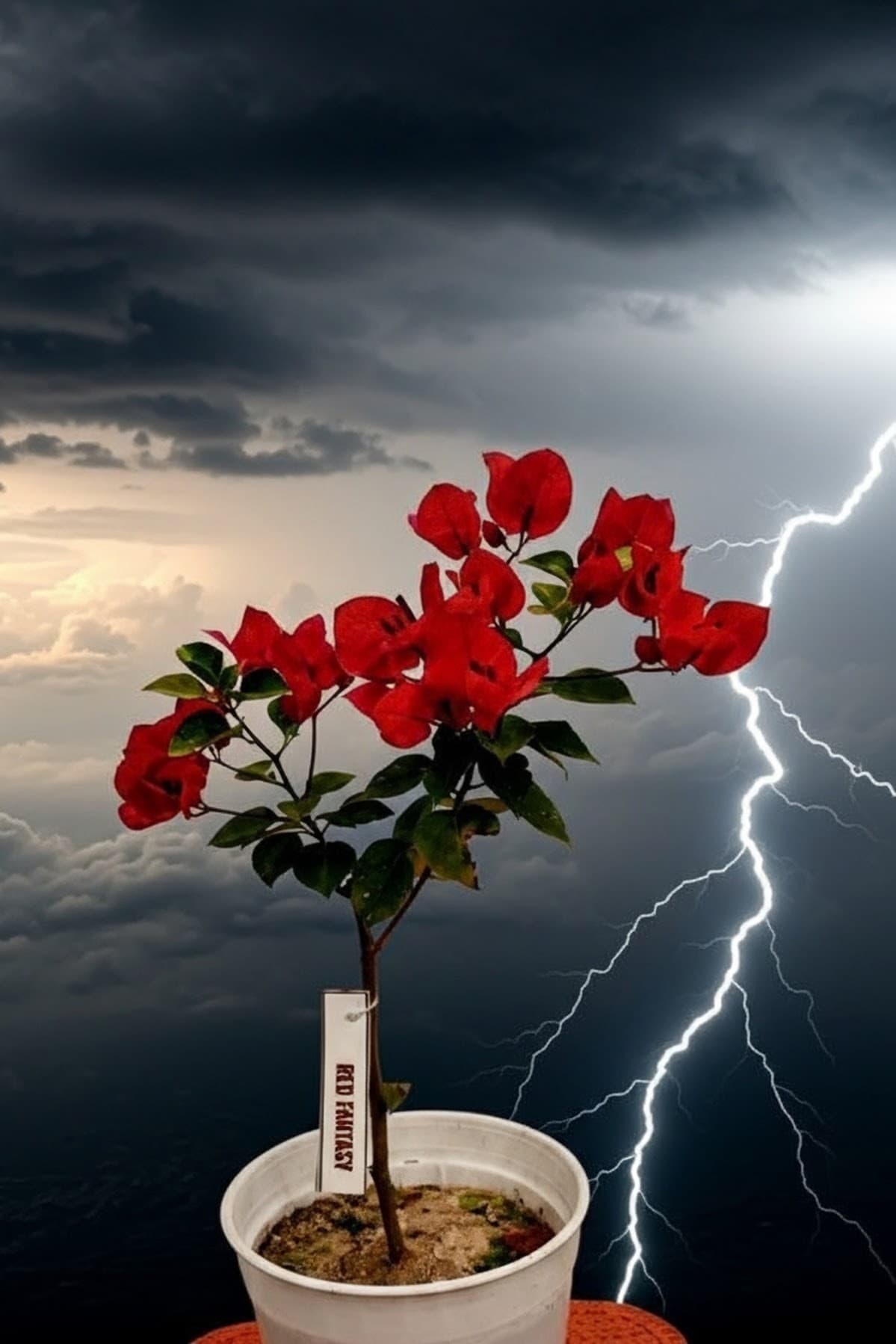 RED FANTASY