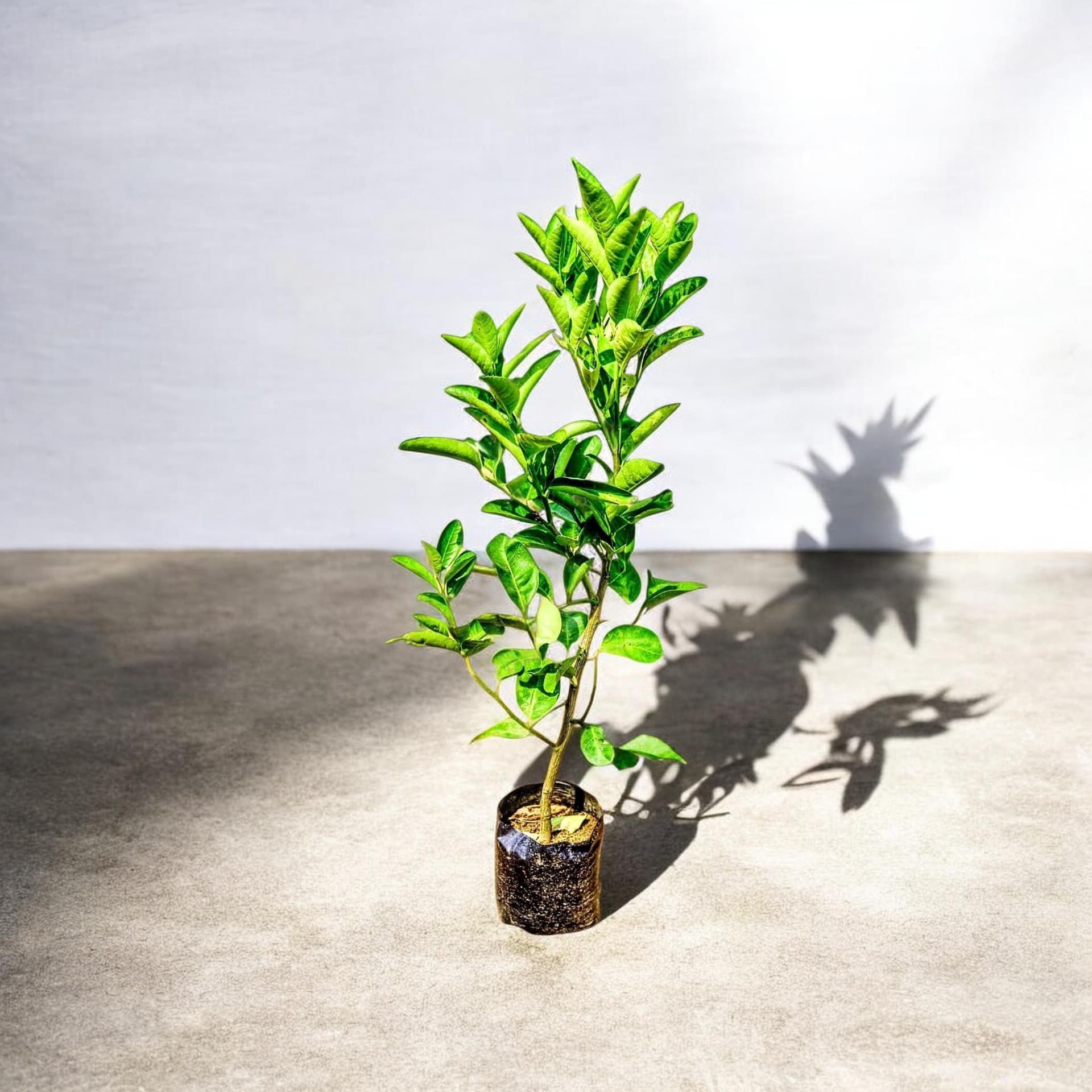 Sweet Lime Mosambi Plant