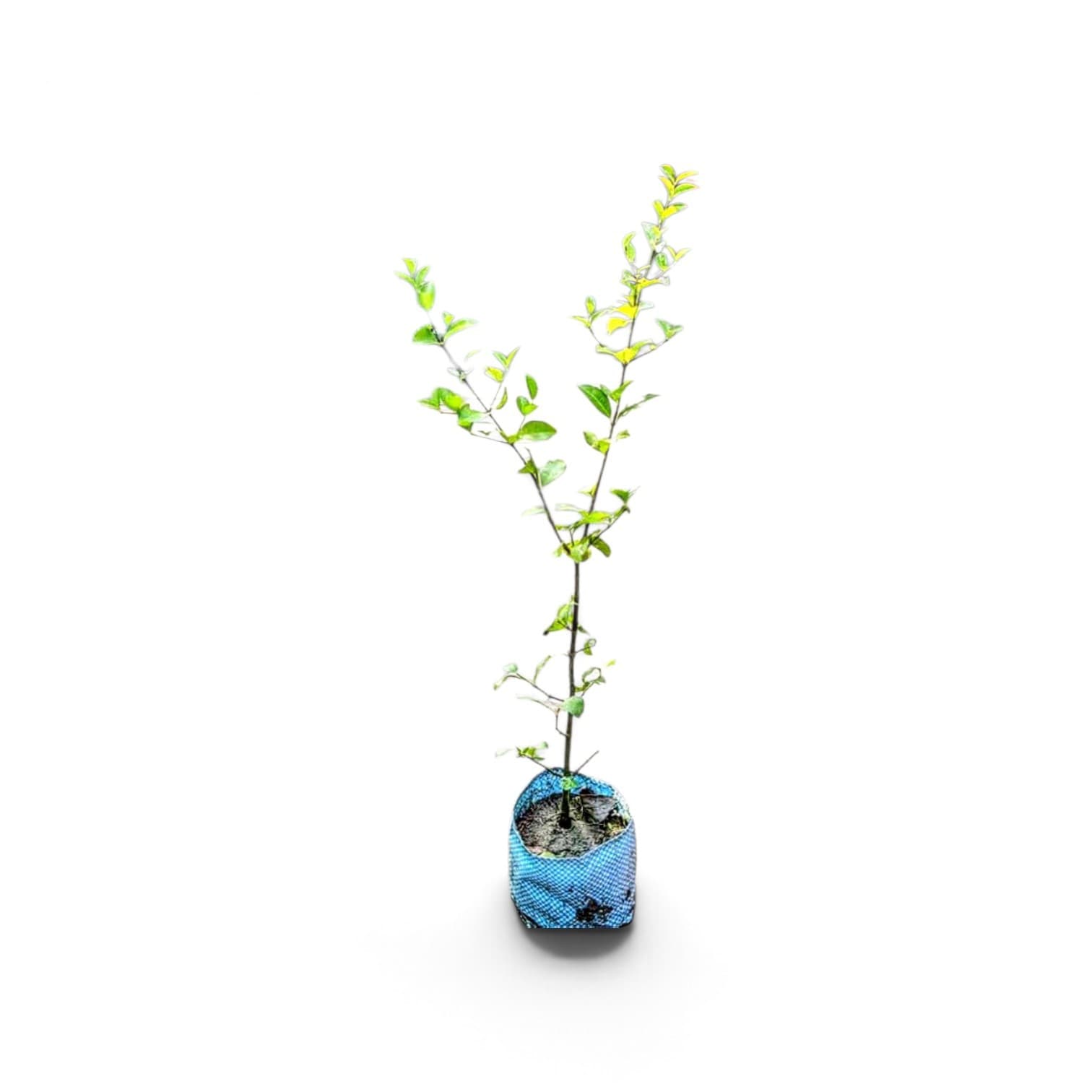 Sweet Cherry Plant