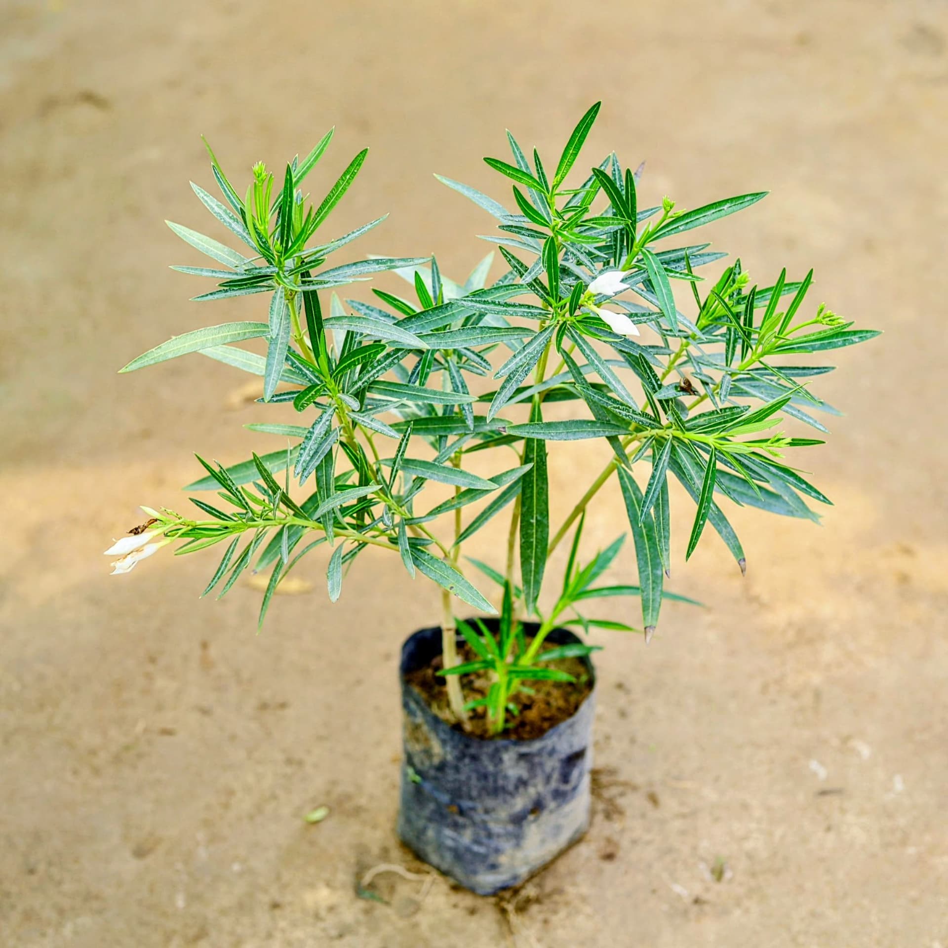 Oleander Flower Plant (White)