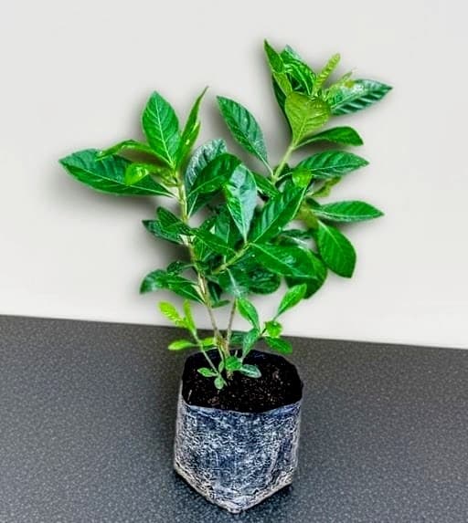 Gardenia (Gandharaj) Plant