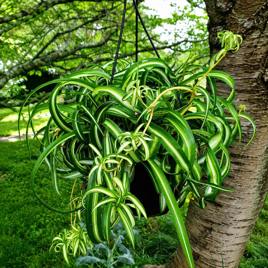 Spider Plant